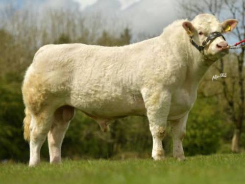 CHAROLAIS Semen for Sale