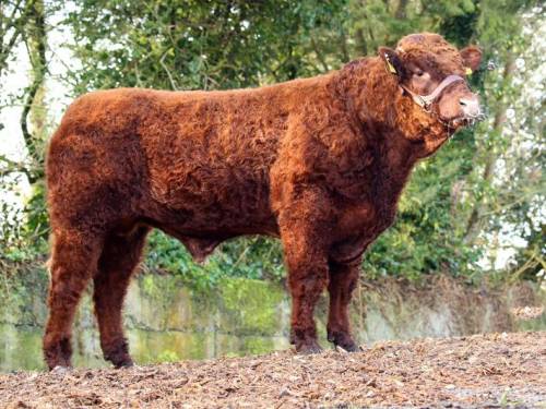 SALERS Semen for Sale