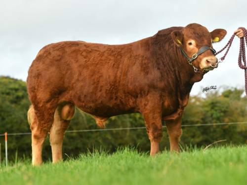 POLLED LIMOUSIN Semen for Sale