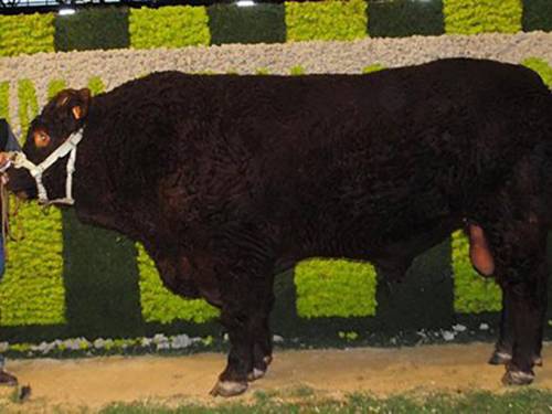 SALERS Semen for Sale