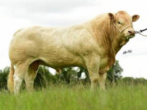 BLONDE Semen For Sale